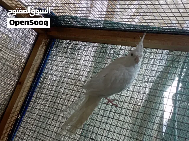 كوكتيل البينو ذكر