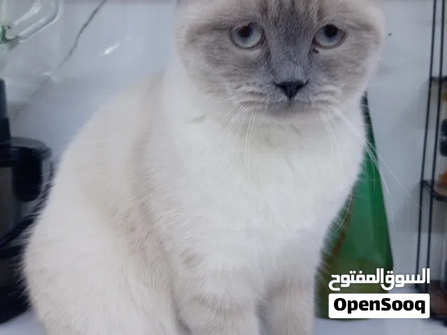 قطه انثى هملايا تركي للبيع