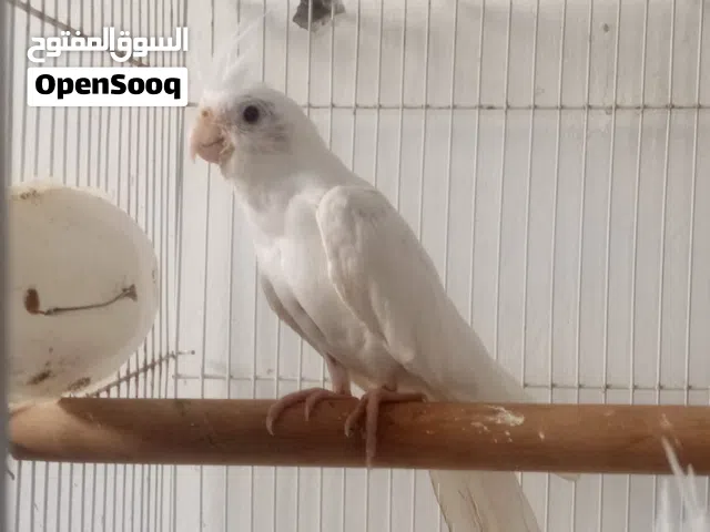 كلير بايد طير