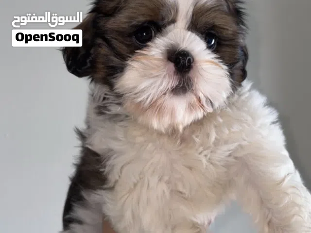 كلب شيتزو بيور
