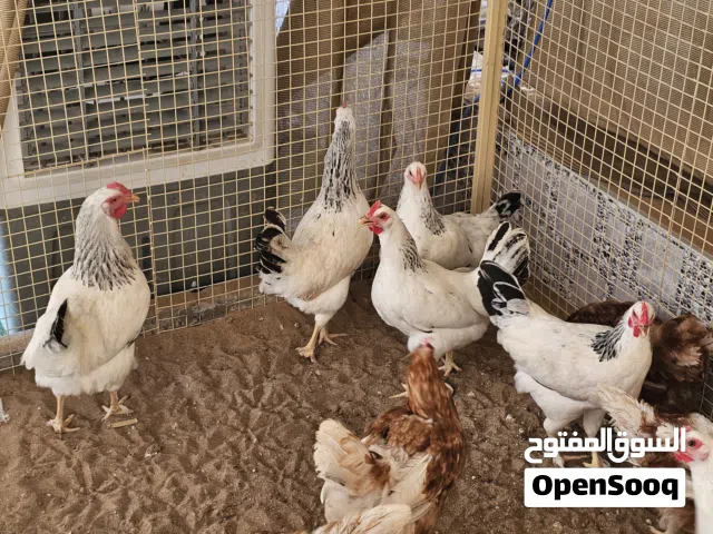 دجاج فرنسي كلومبي للبيع تواصل وتساب