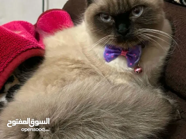 قطة هملايا نوع مميز عيون زرق شعر كثيف العمر اريع شهور نابلس