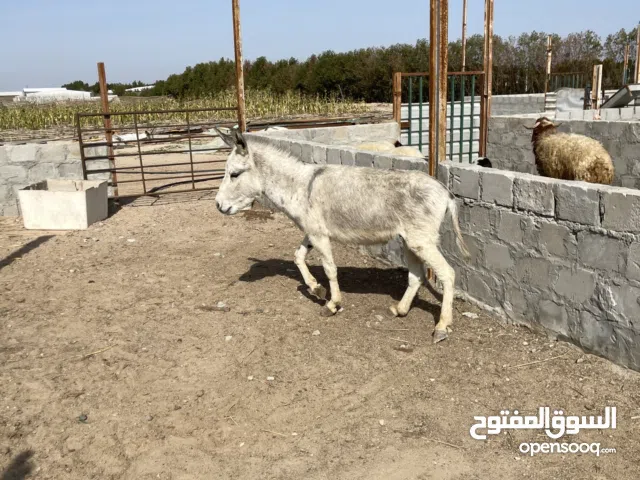 حمار للبيع