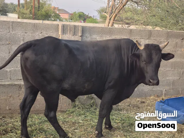 ثور للبيع عمره تقريبا سنتين