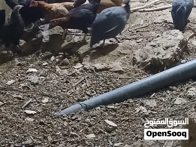 جاج بلدي وفرعوني للبيع