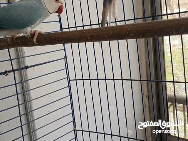 زوج بغبغاء درة وايت هيد وايت تيل من النوادر