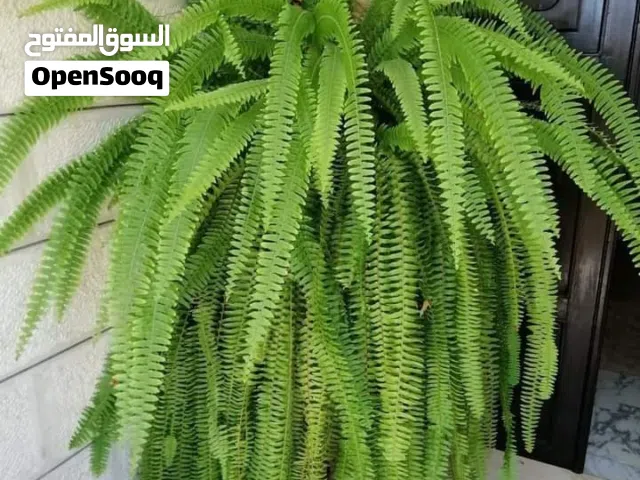 جميع انواع الاشجار المثمره واشجار الزينه الداخليه و الخارجيه