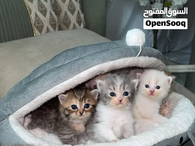 قطط سكوتش