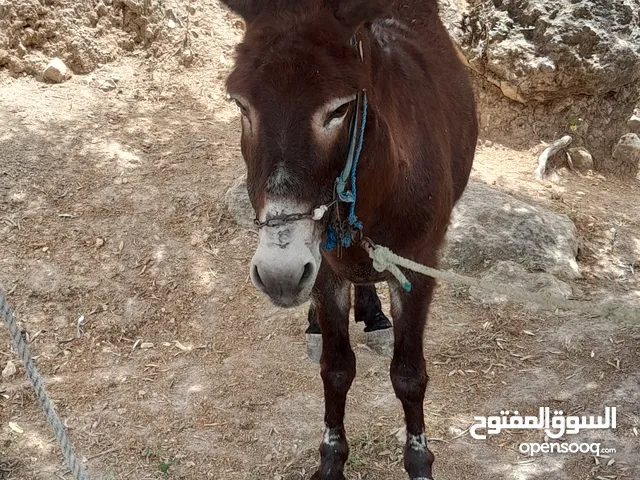 حمارة للبيع عدد اثنين او تبدل على حصان عمال وهادي وصاحب الزود بنزاد وكل الاحترام للجميع