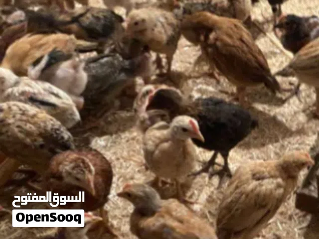 صوص بلدي