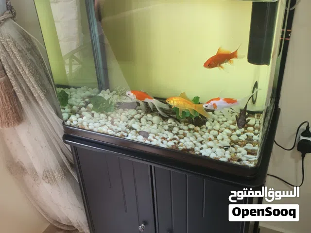 حوض سمك واضاءة