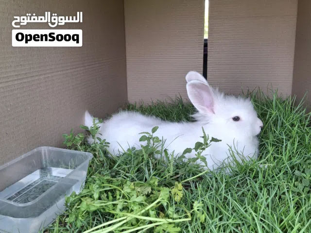 ارنب للبيع