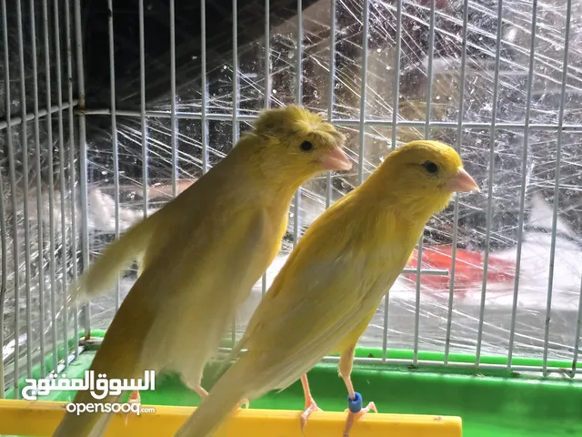 جوز كناري خارقات تغريد نار