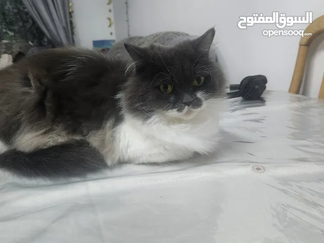 قط للتبنى بدون رسوم