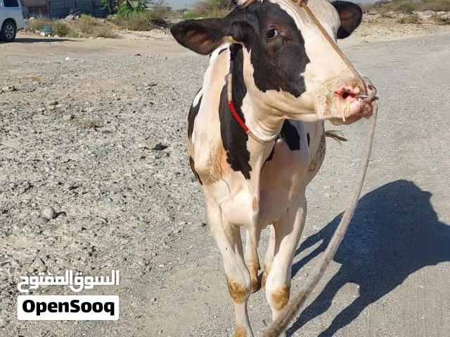 عجل نمساوي
