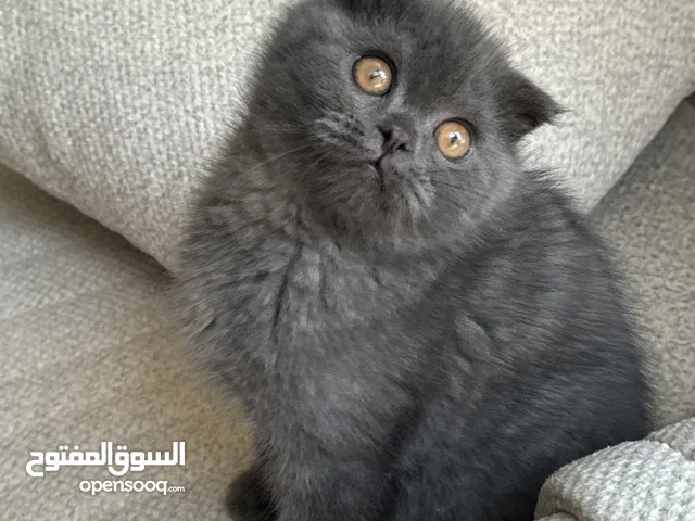 سكوتش فولد ستريت و سكوتش تربل فولد عمر شهرين بصحه جيده ونقاوة 100%