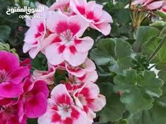 جزر مبروش خضار مجمدة قشور ليمون