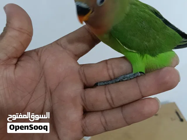 Beautiful budgies 1 months babys