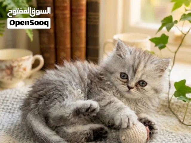 Shiriazy Kittens For Sell
