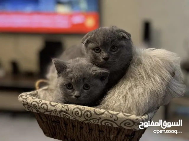 قطط سكوتش فولد للبيع بيور