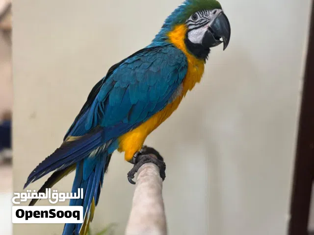 Beautiful Blue & Gold Macaw Ready for a New Home مكاو أزرق وذهبي جميل وجاهز لمنزل جديد