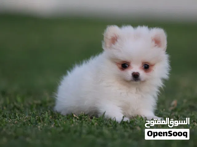 Teacup female pomerinian