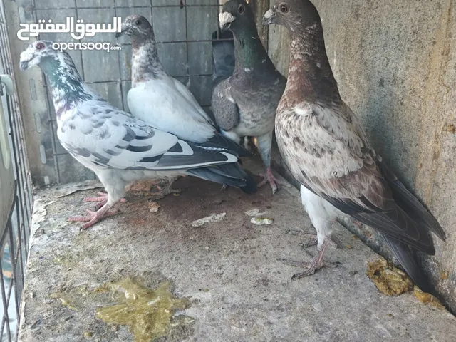 11 جوز مساويد، كشامره هومرات محيرات بواز مزهورات اسطنابله