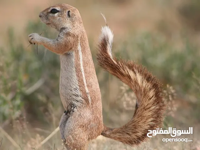 متوفر بفضل الله كوبيات سنجاب أفريقي