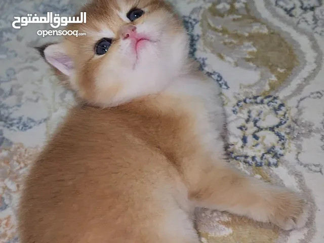 British shorthair golden chinchila ny12