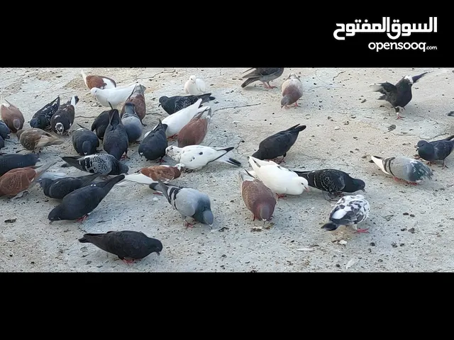 خم حمام للبيع بصحة ممتازة