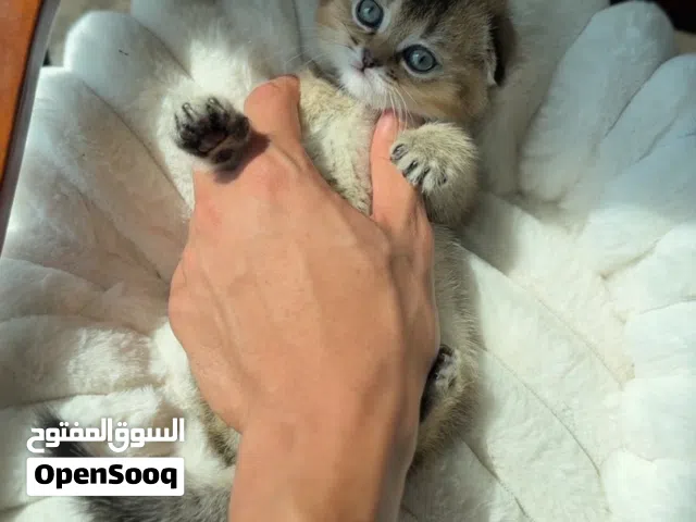 Scottish fold NY 12