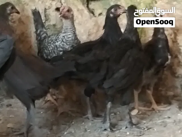 فرخات عمر اربع شهور ونص