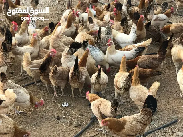 دجاج بلدي بياض