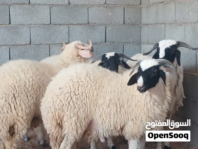 اضاحي عيد الاتصال على الارقام في الوصف