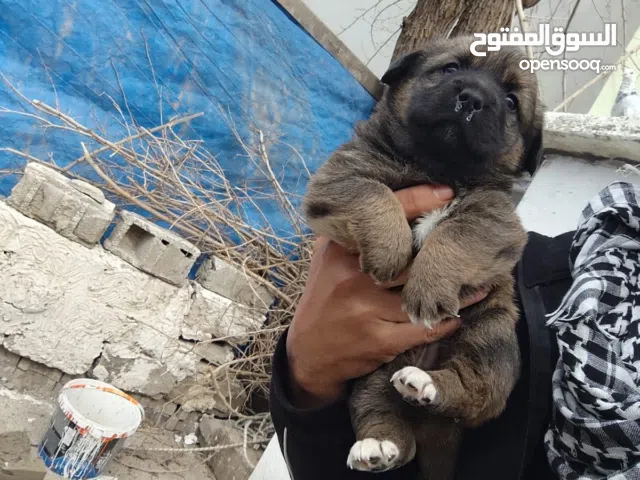 هذا الكلب الصغير والجميل هو من فصيلة بوميرانيان (Pomeranian)، ويُعرف في بعض المناطق باسم "بول مولو".