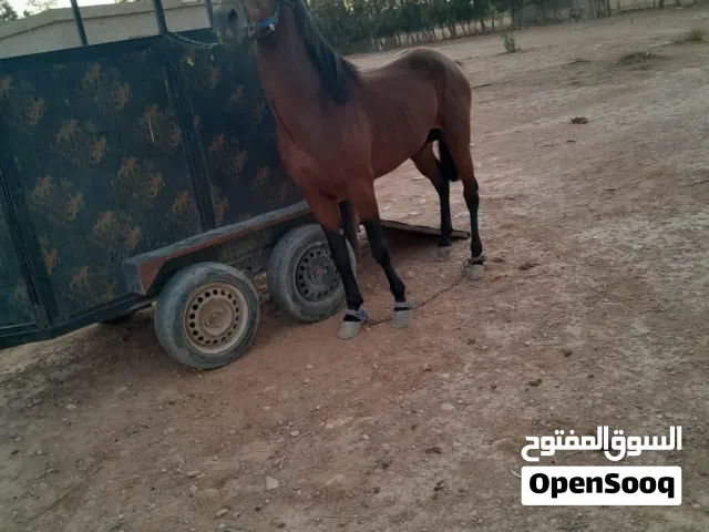 حصان للبيع عز ما تكسب