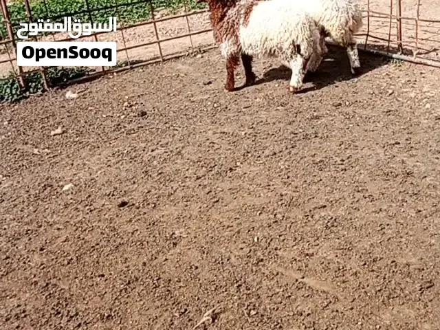 خرفان ثنين عمارهن أربع اشهر شبعان حليب وعلف وزرع الموقع عمان الجيزه شرا يرن والي ماهو شرا يصلي النبي