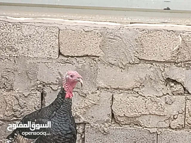 ديك رومي فحل عمرة سنه