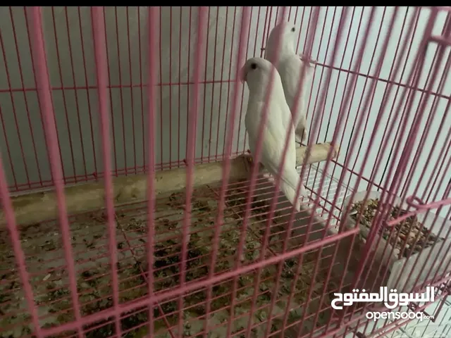 زوج روز البينو