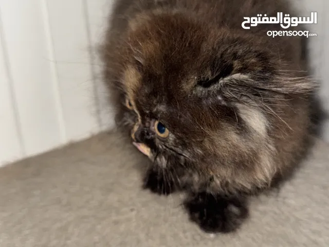 قطط اناثي سكوتش فولد (لونق هير)