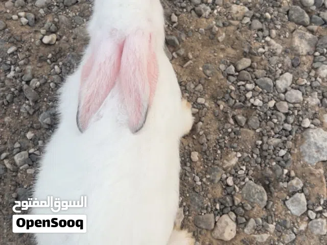 ارنب فرنسي البينو