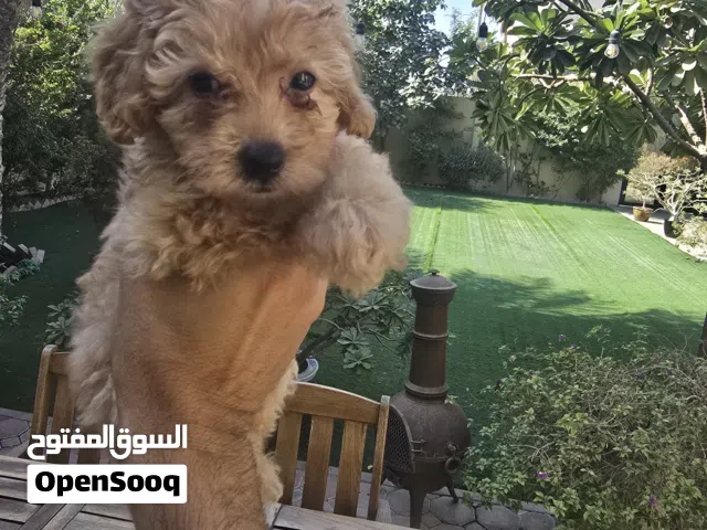 Poodle puppies toy female with passport