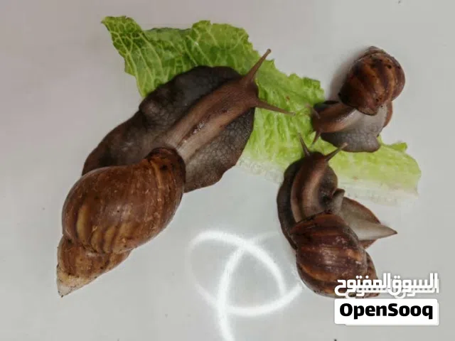 حلزون افريقي عملاق متوفر عمر 6 اشهر وعمر شهرين