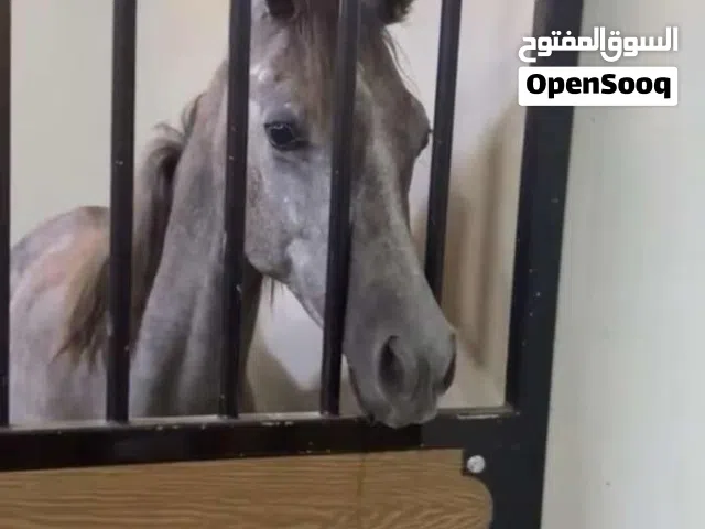 مهر غير مخصي للبيع 10,000 قابل للتفاوض عمره سنه و شهور