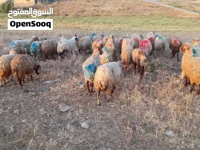 عروض اغنام للبيع