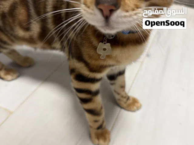 قط بنغالي ذكر bengal cat male