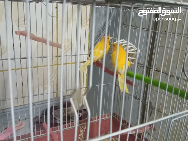 جوز مع مخاليف