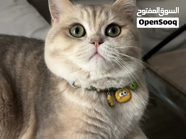 برتش شورت هير  ذكر العمر 7 شهور