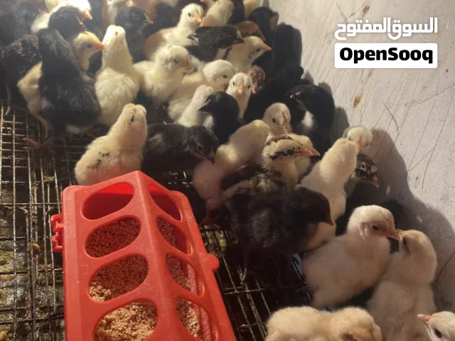 موجود صيصان بلدي بشكل مستمر