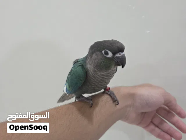 بلو شيك كنيور تركواز مع القفص واغراضه